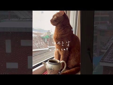 #shorts 출,퇴근 안하는 고양이의 눈 구경 | home snowball with my cat !