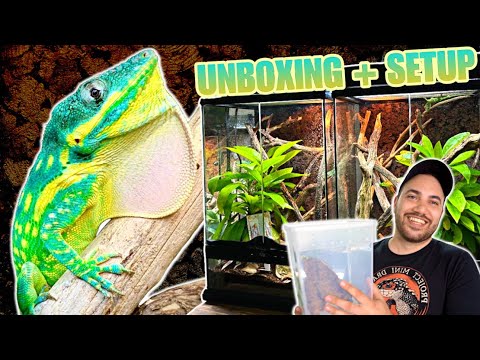 I GOT THE MOST BEAUTIFUL LIZARDS IN THE WORLD! BLUE BEAUTY ANOLE UNBOXING, TERRARIUM SETUP, FEEDING