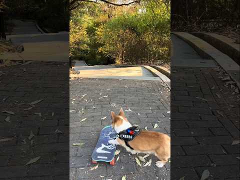 Corgi can ride skateboards