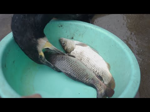 Greedy cormorant eats two large fish at once