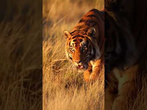 "The Majestic Tiger" - Jungle Life #junglewildlife #endangeredspecies #facts