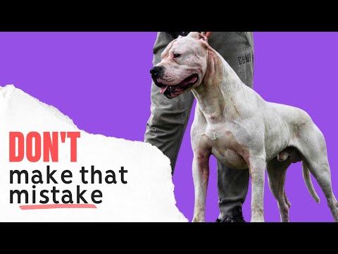 WORST Mistakes I Made Raising my First Dogo Argentino Dog