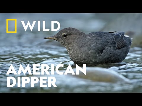 The Animals of Olympic National Park | Unexplored Americas | National Geographic WILD UK