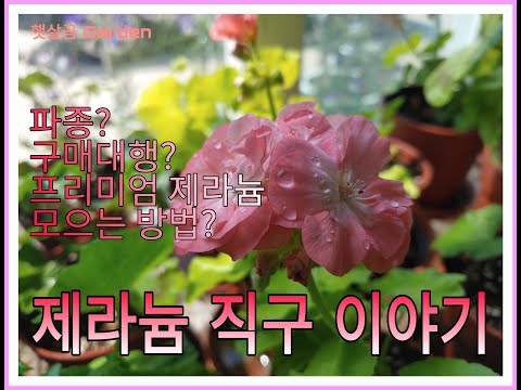 프리미엄 제라늄 모으는 방법 - 해외직구 / 구매대행 / 파종?ㅣHow to get premium pelargoniums?