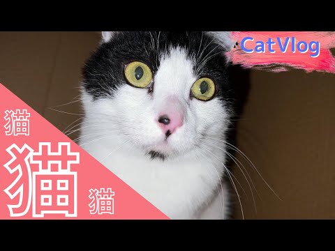 【Compilation】「ボロボロ猫ハウス」と「軽くボール遊び」 #Vlog #猫動画 #可愛い猫 #保護猫