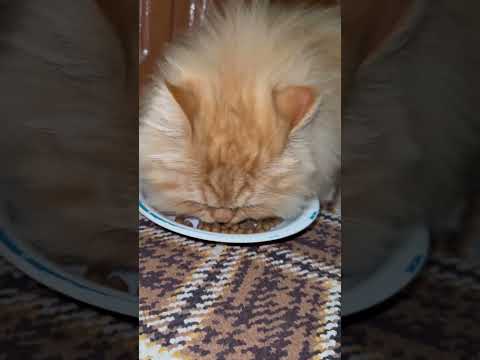 Shocking Cat Reaction While eating – Must-See Ending! 😼😂