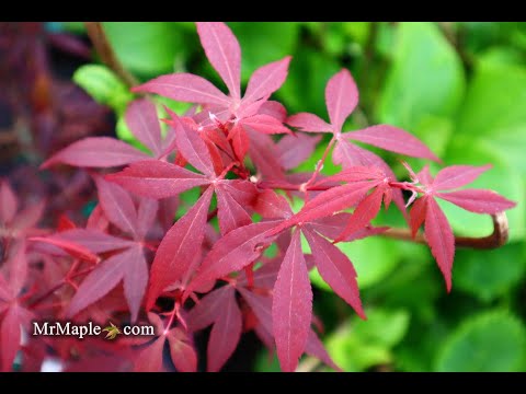 Acer palmatum 'Hime shojo' Dwarf Red Japanese Maple