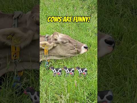 Cows are Funny!!👀😂😂 #findinggspots