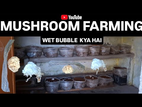 Mushroom farming business in India | Wet & Dry Bubbles kya hote hai | Mushroom growing in bag