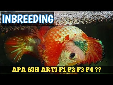 Ketahuilah Arti F1 F2 F3 F4 Pada Proses INBREEDING Pada Ikan Cupang