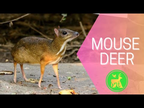 The Smallest Deer Species You've Never Heard Of