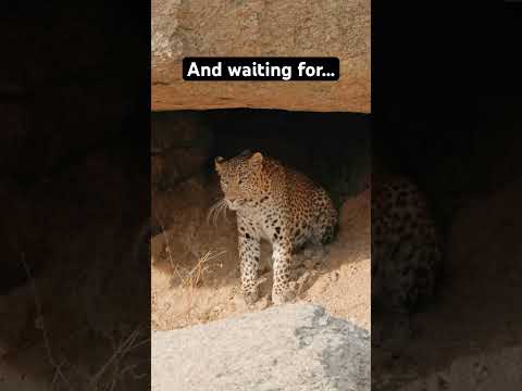 Leopard's Hidden Lair: Unveiling the Silence of the Wild India | Bera, Rajasthan | Wildlife Short