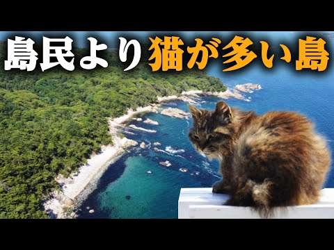 【田代島】宮城県にある猫の島