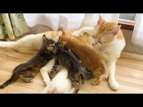 子猫を我が子のように育てる先住猫