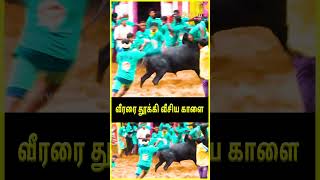 பாலமேடு ஜல்லிக்கட்டு 2025 | வீரரை தூக்கி வீசிய காளை... Suryan FM #jallikattu2025