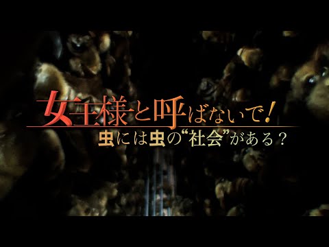 “女王様”と呼ばないで！虫には虫の”社会”がある？｜ガリレオX第125回