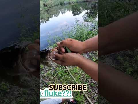 GLOW IN THE DARK FLUKE!? #fishing #viral #flukes #outdoors #largemouthbass #freshwater