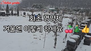 #샬롬정원 #식물영양제#겨울가드닝 #비닐하우스가드닝 #