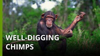 Well-digging behavior in wild chimpanzees