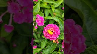 Beautiful Lantanas #shorts #shortvideo #beautifulflowers