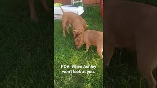 Ashley, Look at Me!                         #funnydogvideos #shorts #purebredgoodpups