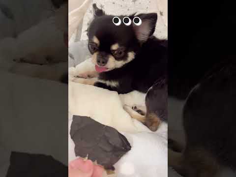 怒られてる時は目が泳いじゃう…#shorts #チワワ #funnydogs #chihuahua #うちのチワワん #dog #犬のいる生活 #癒し#animals #shortvideo