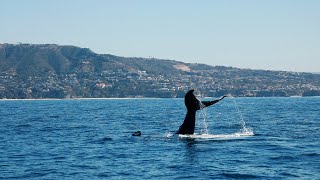 HUMPBACK WHALE Incredible Behaviors: Tail & Pec Slaps, 'Mugging'