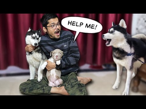 Leaving Alone My Bully dog with Huskies🚨Dog can Talk 291 | Rottweiler | Pitbull | review reloaded ￼￼