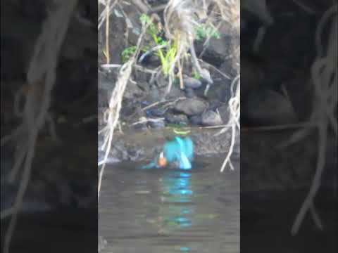 KINGFISHERS Fighting 👀 Awesome Video 👀  #shorts  #shortsvideo