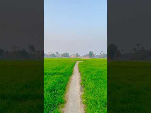 Real Simple Village Life of Punjab