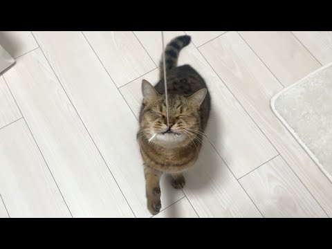 【猫飼いたい人必見‼】猫が結局1番遊ぶおもちゃはこれです。