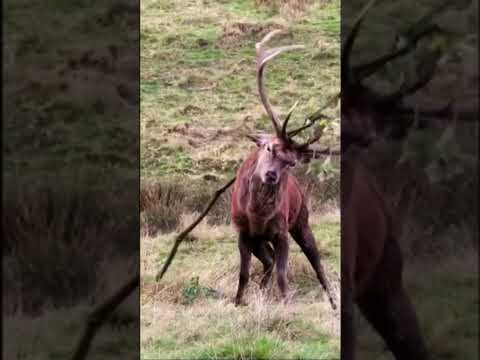 RED Deer STAG with an EVIL LAUGH Thrashes Branch.     #wildlife #shorts #shortvideos