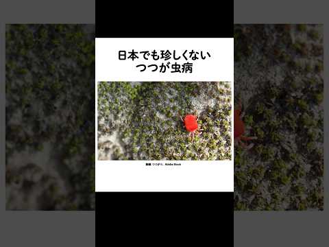 【つつが虫病にご注意！】野外活動でダニに刺されると、発熱・刺し口・発疹の症状が出る感染症です。畑仕事やキャンプ時は、しっかり防備をしてダニ対策を忘れずに！#つつが虫病 #感染症対策 #ダニ対策