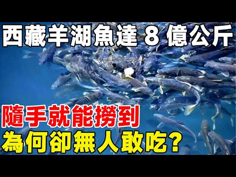 西藏羊湖魚達8億公斤，隨手就能撈到，為何卻無人敢吃？#科普頻道 #科普