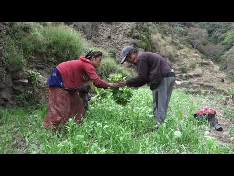 Collecting technology of green vegetables in village || Rural life