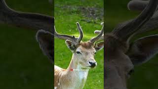 Surprising Deer Facts You Didn't Know! #adventureawaits #wildlife #discoverthewild