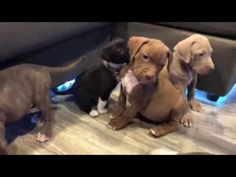 Chihuahua puppy thinks she’s one of the Pitbulls