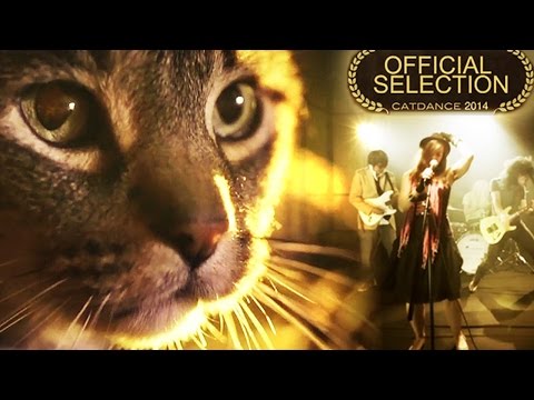 Does Your Cat Watch You All The Time Too? - A Cat Music Video