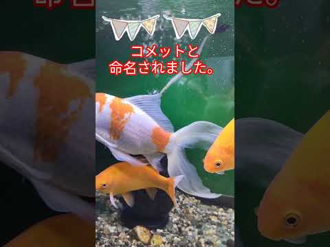 [金魚]　知ってたァ～　泳ぐ姿が『彗星』(コメットハンター)を思わせることからの名#goIdfIsh