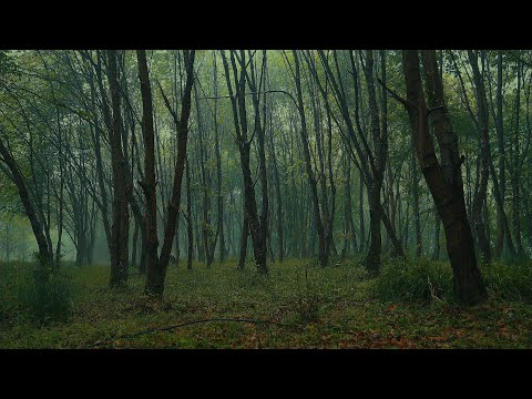 🔴10小時迷霧森林舒緩的雨聲，雨落在树叶和草叢上，深度睡眠的真實自然白噪音，雨聲伴你入睡，學習和工作，ptsd，助眠，下雨的聲音，環境音，soothing rain sounds for sleep