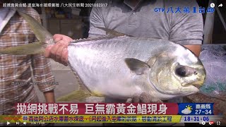 超嬌貴黃金鯧 溫室海水循環養殖  八大民生新聞 2021052317