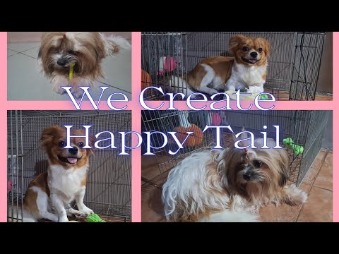 We Create Happy tails #shihtzu #cutestpuppies #happylife #doglover