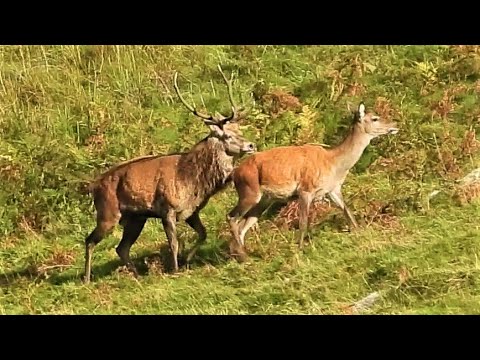 👀 HIND in OESTRUS v 20 EXCITED STAGS 👀  RED DEER RUT 2021