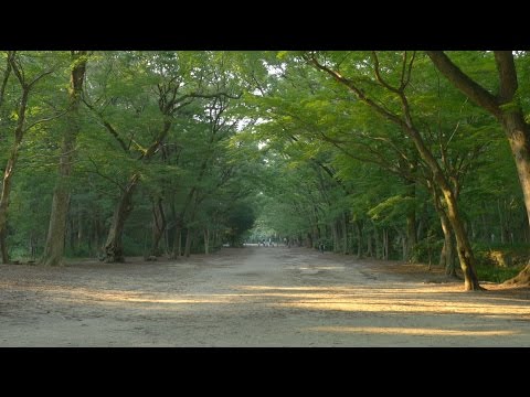 Kyoto Japan 4K Tadasu no Mori - 京都 糺の森 #4K