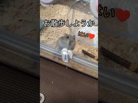 甘えん坊ハムスター（ピク）#ハムスター #甘えん坊#癒し#可愛い#hamsters #cuteanimal #手乗りハムスター #寝顔