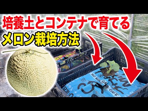 【メロン】培養土で育てるコンテナ栽培　メロンの仕立て方