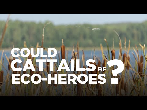 Cattail Eco-Heroes