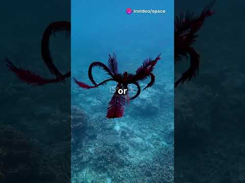 Feather Stars  Ancient Wonders #youtubeshorts #wildlife  #facts #educational #animals#learning #cute