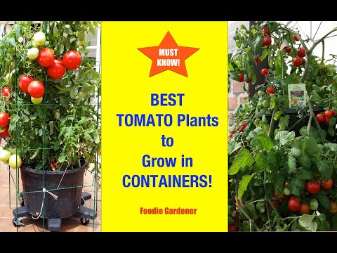 Best Tomatoes to Grow In Containers! 🍅 Must Know Before You Grow! (Foodie Gardener) Shirley Bovshow