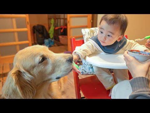 隣に居ればおこぼれがあると知った愛犬が赤ちゃんから離れませんw